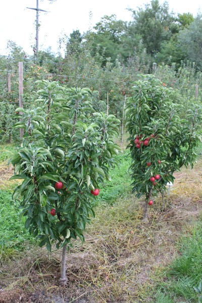 Сколько лет живут современные сорта яблонь? - ответы экспертов prachka-mira.ru