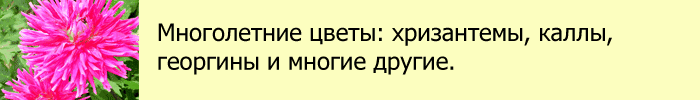 Продажа посадочного материала: рокамболь, озимый чеснок, лук шалот, декоративные луковичные растения и многолетники. Отправка Почтой РФ по России.