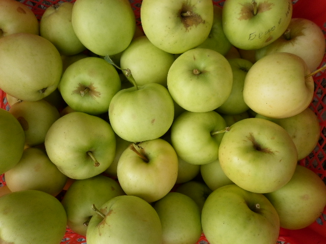 Белорусские яблони купить